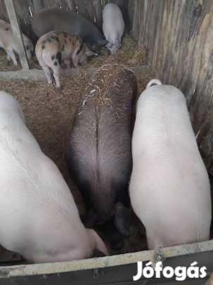 120-140 kg súlyú hizók