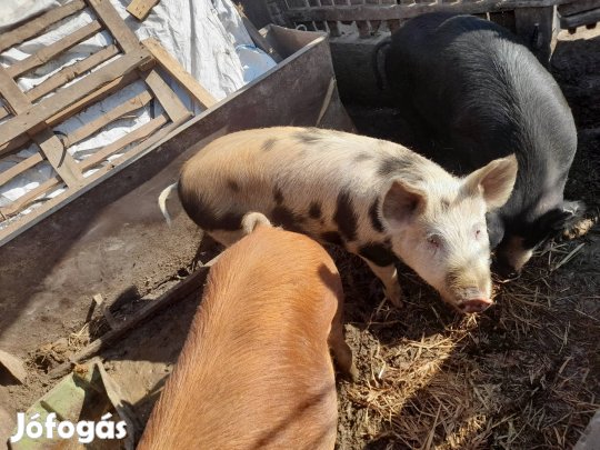 120-140kg közötti hízó eladó