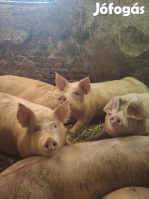 120-170 kg körüli hizók eladók 
