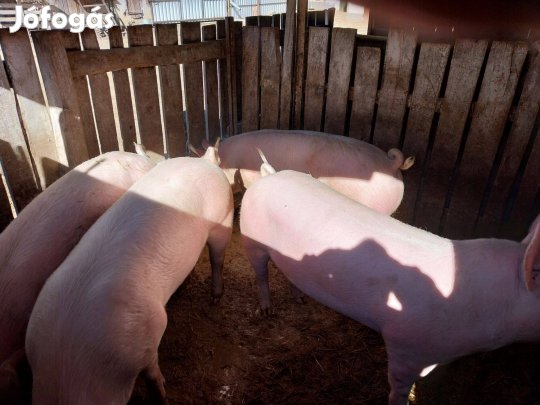 120 kg-os Hizók eladók