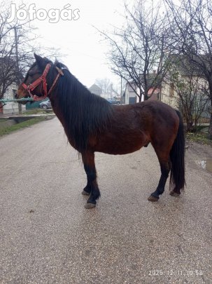 120as csődör költözne 