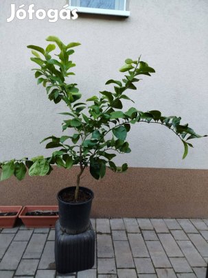 120cm-es oltott citromfák