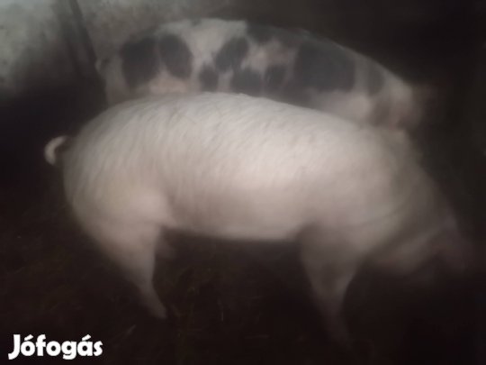 120kg-200kg Hizók eladók 