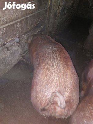 120kg Duroc hízók
