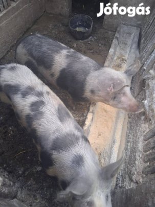120kg -140kg közöti hizok eladok