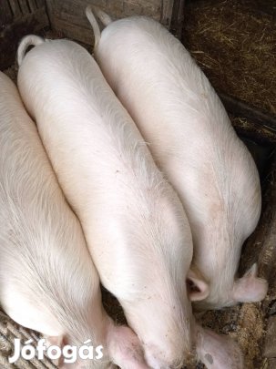 120kg-s hízók eladó 