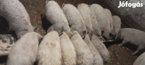 12 db szőke mangalica malac