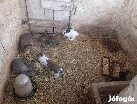 12 hetes Magyaróriás 