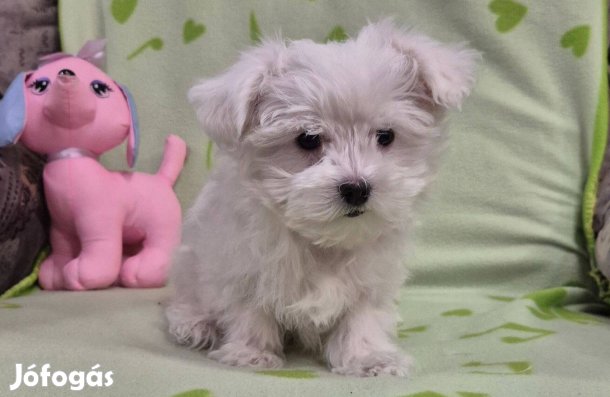 12 hetes fehér bichon havanese kisfiú !