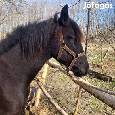 12 hónapos fekete kanca csikó. 