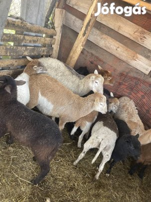 12db kameruni-dorper