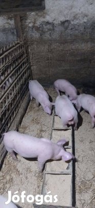 12db malac kőltözne