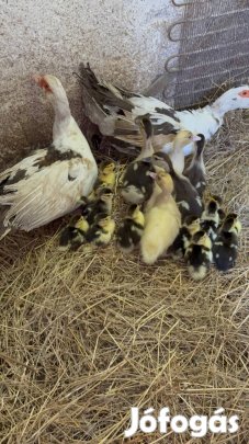 12db napos némakacsa eladó. Anyjukkal 12.000ft Anya nélkül 9500ft