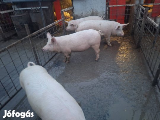 130-150kg hízók Eladóak!! 750ft/kg
