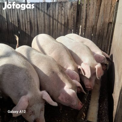 130-160 kg-os tanyasi sertés eladó 