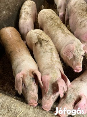 130 - 190 kg eladó lapály hízó