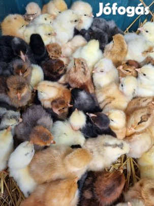 130 darab napos csirke eladó