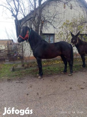 130cm 5 éves csődör 