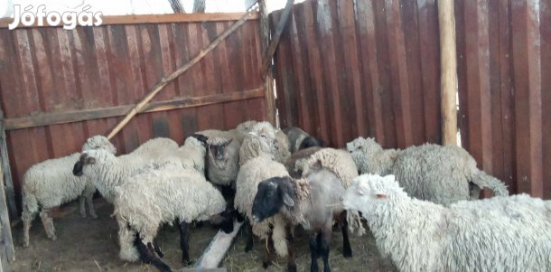 13 db kos birka eladó