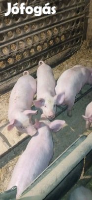 13db malac kőltözne