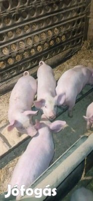 13db malac kőltözne