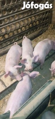 13db malac kőltözne