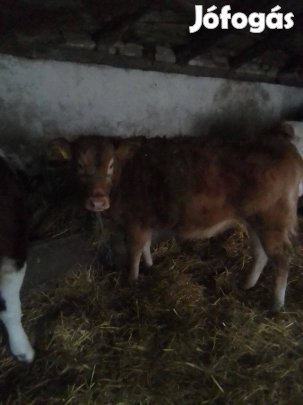 13honapos limuzin üsző iregszemcse