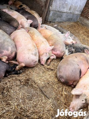 140-160kg-os hizok eladó