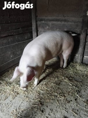 140 kg-os hízó eladó birkára cserélhető 