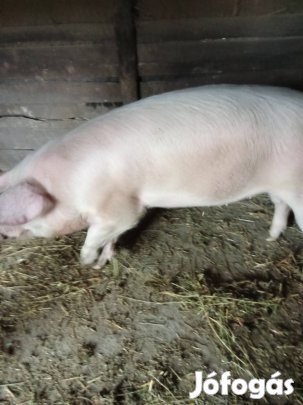 140 kg-os hízó eladó birkára cserélhető 