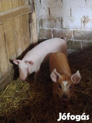 14 hetes süldök eladok