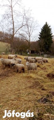 14 jerke és 1 kos eladó egyben
