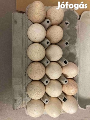 15.Db.Keltetésre való pulykatojás eladó