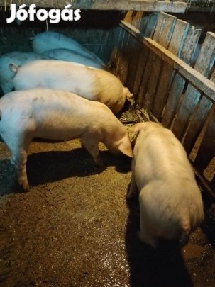 15 db süldő eladó