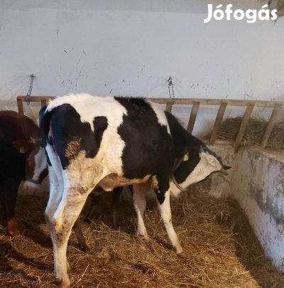 15 hónapos szűz üsző 