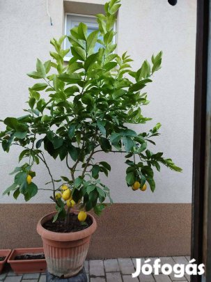 160cm-es citromfa