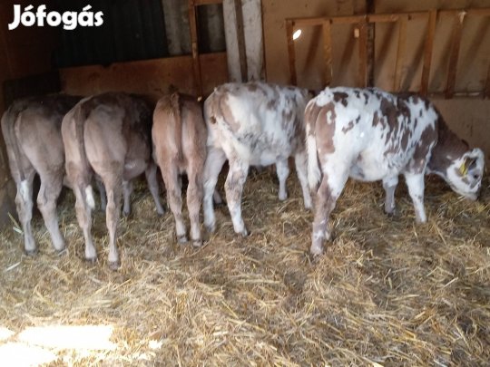 16 db borjú eladó