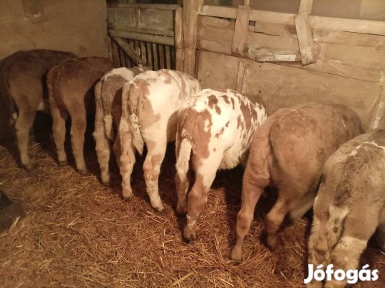 16 db egyéb hushasnu borjak eladó