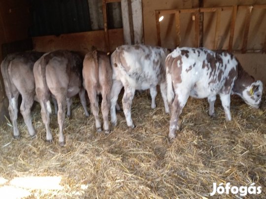 16 db hushasznú szarvasmarha eladó
