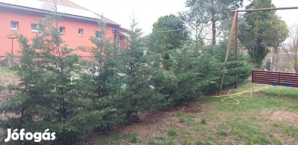 16 tő nagy (200-300 cm) leylandi ciprus költözne!