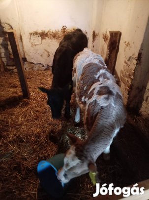 17 db hushasnu borjak eladók