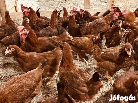 17 hetes Bábolnai Tetrasl tojó jércék 