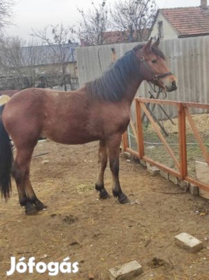 17 hónapos csődör csikó