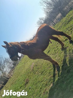 180+ herelt ló akciós áron 