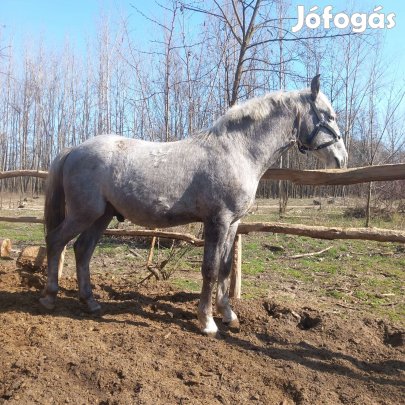 18 hónapos lipicai csődör csikó. 