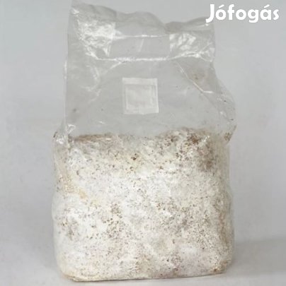 1Liter Enoki Téli Fülőke Flammulina velutipes Gomba Csíra (6242)