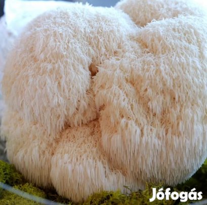 1Liter Gabonába oltott Süngomba Csíra (6241)