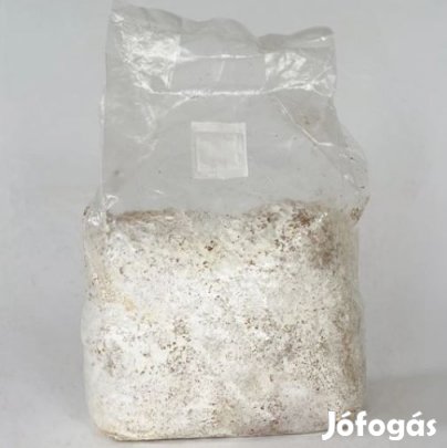 1Liter PecsétviaszGomba Ganoderma Lucidum Gombacsíra (6243)