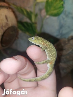 1.0 Eurydactylodes agricolae