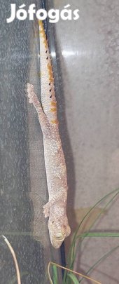 1.0 Strophurus ciliaris